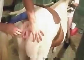 Anal Zoofilia