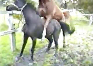 Two horses fucking ionately